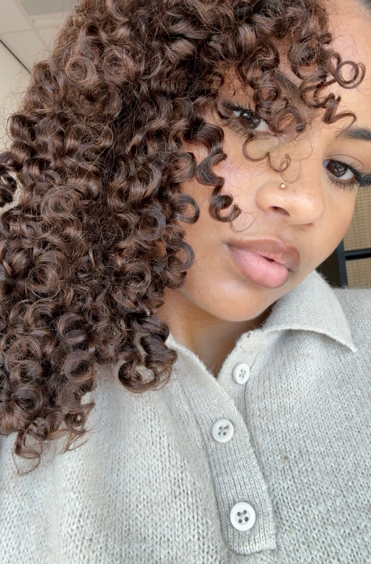 Burmese krullen kastanjebruin