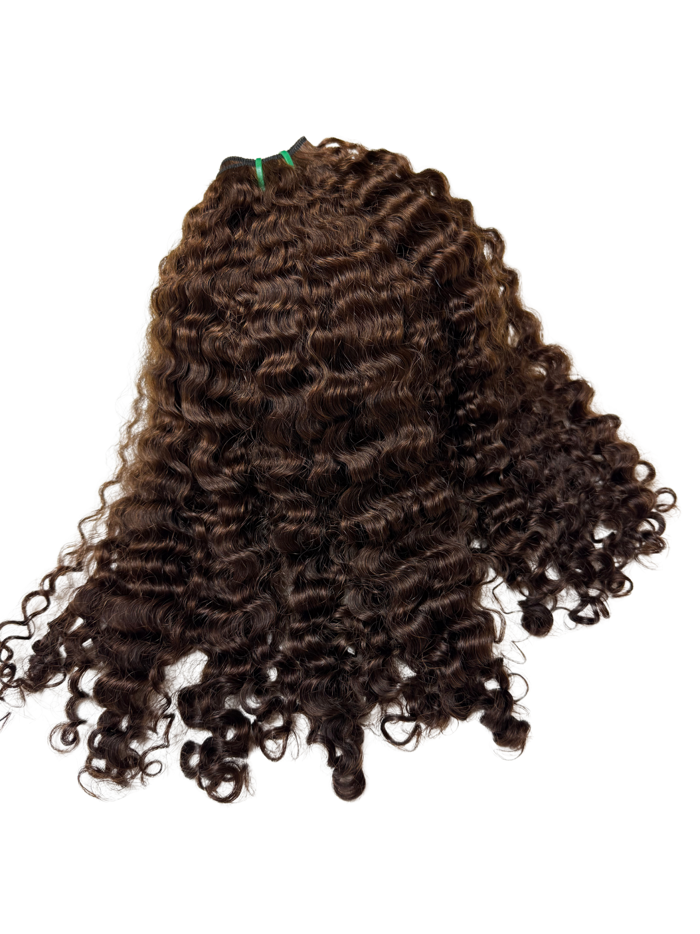 Burmese krullen kastanjebruin